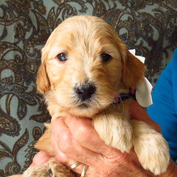 Cinnamon